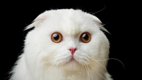 Fluffy White Cat with Striking Eyes wallpaper