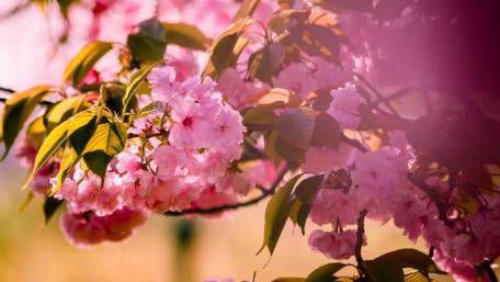 Blossoming Beauty of Spring Flowers wallpaper