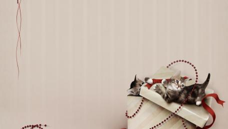Playful Kittens in a Gift Box wallpaper