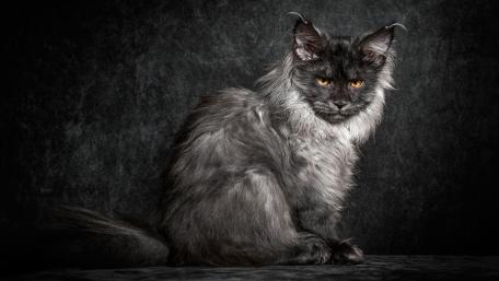 Majestic Grey Cat in Dramatic Lighting wallpaper