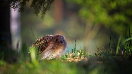 Charming Hedgehog in Nature's Embrace wallpaper