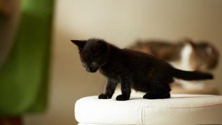 Playful Black Kitten Exploring Its Surroundings wallpaper