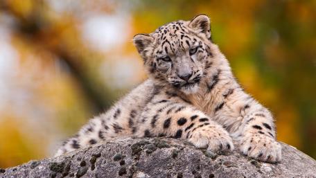 Charming Snow Leopard Cub Relaxing on a Rock wallpaper