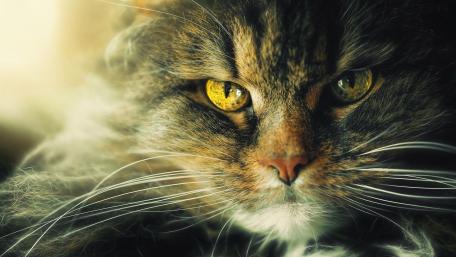 Mystical Cat Eyes Illuminating the Scene wallpaper