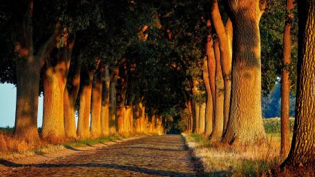 Serene Tree-Lined Roadway in Golden Light wallpaper