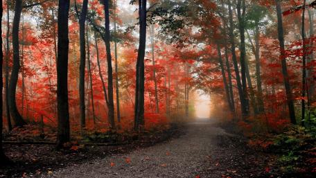 Autumn Serenity in the Forest Pathway wallpaper
