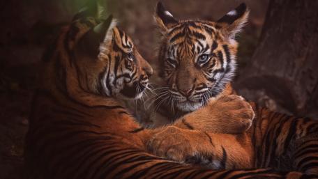Tiger Cubs in a Tender Embrace wallpaper