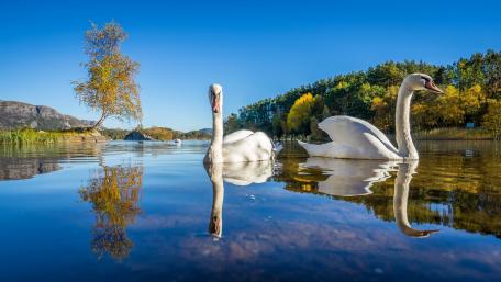 Graceful Swans Gliding on a Serene Lake wallpaper