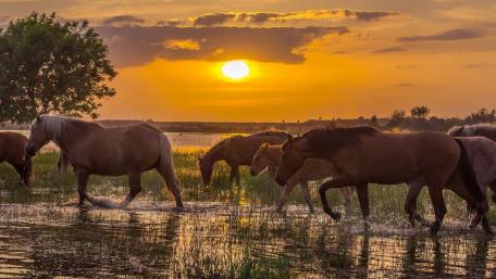 Majestic Horses at Sunset wallpaper