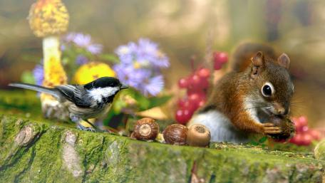 Adorable Wildlife Friends in Nature Scene wallpaper
