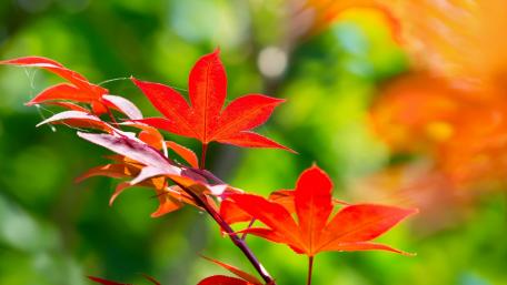 Vibrant Autumn Leaves Displaying Nature’s Beauty wallpaper