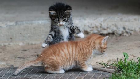 Kittens at Play in a Sunny Garden wallpaper