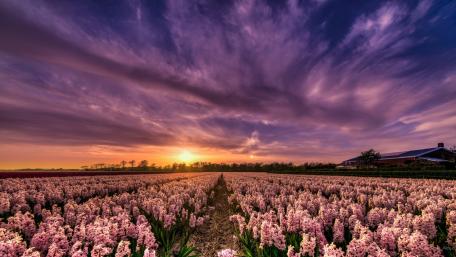 Vibrant Purple Hyacinth Field Under a Dreamy Sunset wallpaper