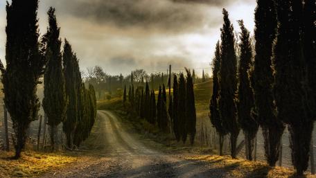 Serene Pathway Through Whispering Trees wallpaper