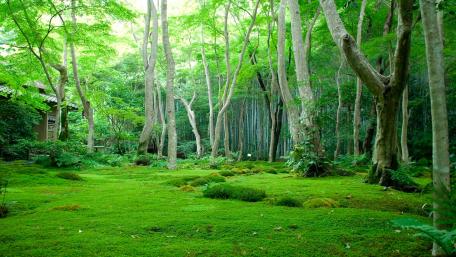 Lush Green Forest Oasis wallpaper