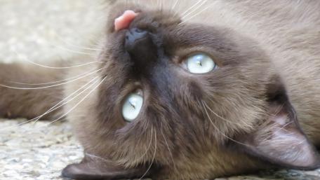 Playful Cat in a Relaxed Pose wallpaper