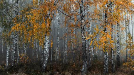 Autumn Mist in a Birch Forest wallpaper
