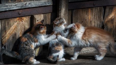 Playful Kittens in a Rustic Setting wallpaper