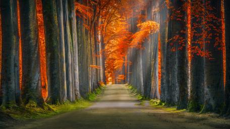 Autumn Pathway Through Enchanted Forest wallpaper