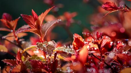 Dew Drops on Vibrant Red Leaves wallpaper