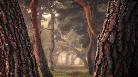 Mystical Forest Pathway in Foggy Serenity wallpaper