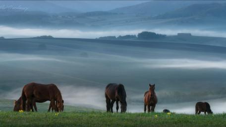Majestic Horses in a Serene Landscape wallpaper