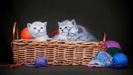 Cozy Kittens in a Woven Basket wallpaper