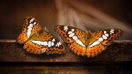 Vibrant Butterflies in Nature's Embrace wallpaper