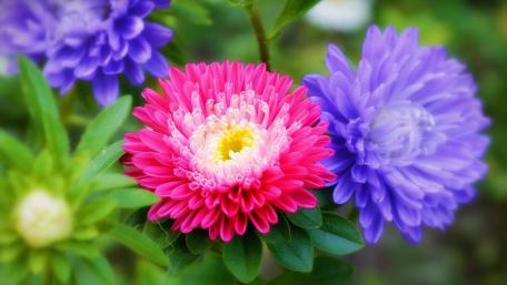 Vibrant Blossoms in Bloom wallpaper