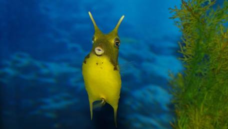 Unique Yellow Fish in Vibrant Underwater Scene wallpaper