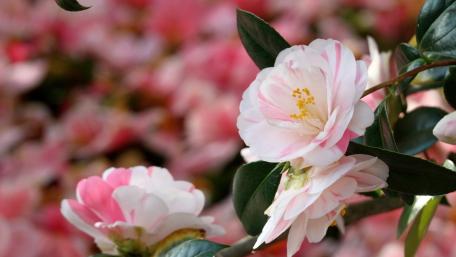 Delicate Pink Camellias Blooming in Nature's Embrace wallpaper