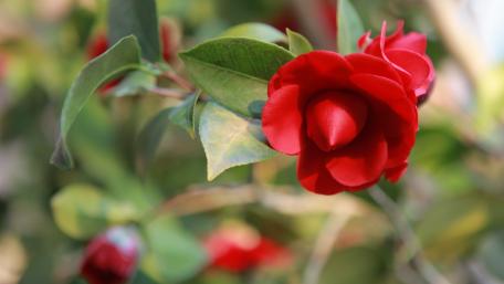 Radiant Red Camellia Blooms in Nature's Embrace wallpaper