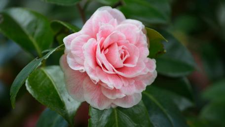 Delicate Pink Camellia Blossom in Lush Greenery wallpaper