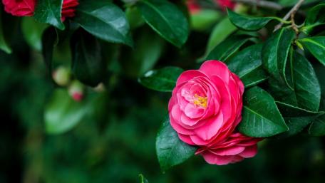 Vibrant Pink Camellia Blooming Amidst Lush Greenery wallpaper