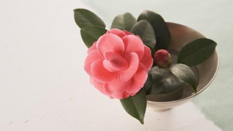 Delicate Camellia Blossom in Soft Elegance wallpaper