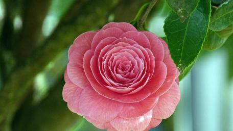 Delicate Pink Camellia Blossom Beauty wallpaper