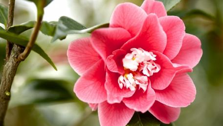 Blooming Camellia in Pink Hues wallpaper