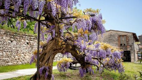 Japan's wisteria wallpaper