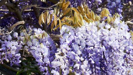 Elegant Wisteria Blooms in Soft Lavender Shades wallpaper