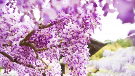 Blooming Wisteria Creating a Spring Wonderland wallpaper