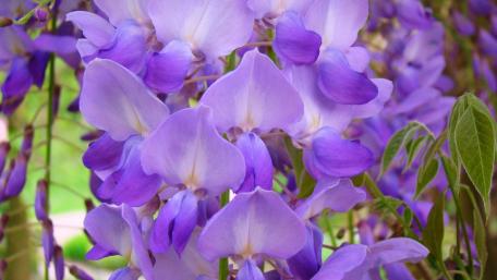 Delicate Wisteria Blooms Create a Serene Atmosphere wallpaper