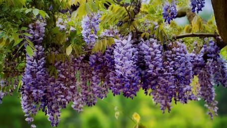 Spring's Wisteria Blooms Displaying Nature's Splendor wallpaper