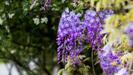 Vibrant Wisteria in Bloom wallpaper