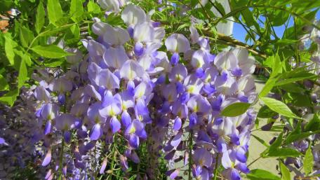 Blossoming Wisteria in Springtime Beauty wallpaper