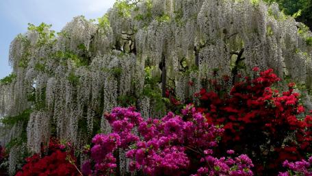 Blooming Wisteria and Colorful Azaleas in Spring Garden wallpaper