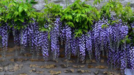 Blooming Wisteria in Springtime Beauty wallpaper
