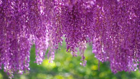 Spring Blossoms of Wisteria in Full Bloom wallpaper
