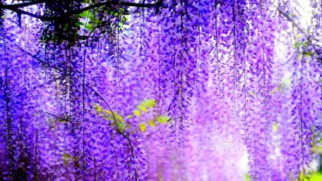 Wisteria Blooms in Spring Beauty wallpaper
