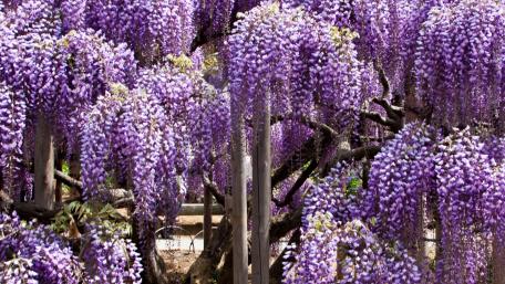 Magical Wisteria Blooms Decorate Spring Gardens wallpaper