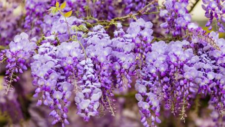 Enchanting Wisteria Blooms in Spring Light wallpaper